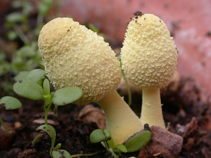 Leucocoprinus flos-sulphuris ?